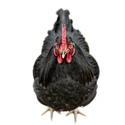 Cockerel