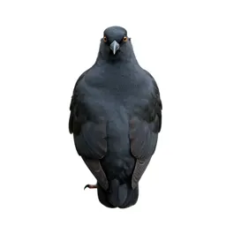 Columbiform bird
