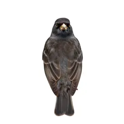 Common canary