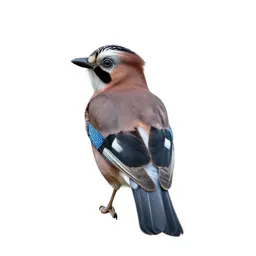 Common European jay