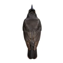 Common nutcracker