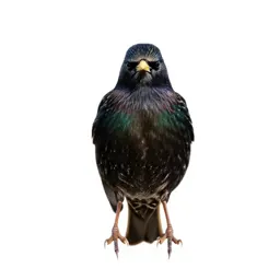 Common starling