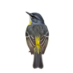 Common yellowthroat