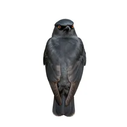 Coraciiform bird