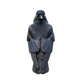 Corvine bird