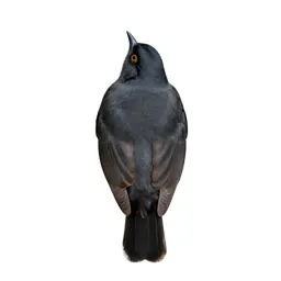 Cotinga