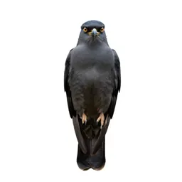 Coucal