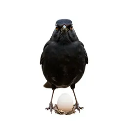 Cowbird