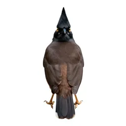 Crested myna