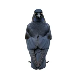 Crow pheasant