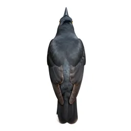 Cuckoo