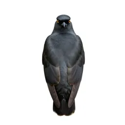 Cuculiform bird