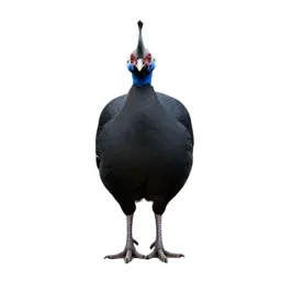 Curassow