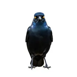 Currawong