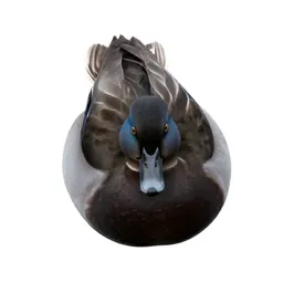 Dabbling duck