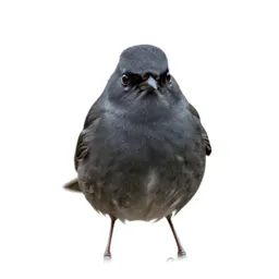 Dark-eyed junco