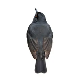 Dickeybird
