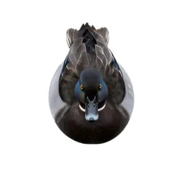 Diving duck