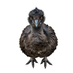 Dodo