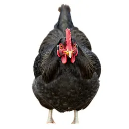 Domestic fowl