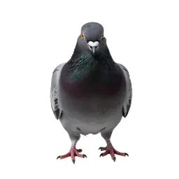 Domestic pigeon