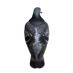 Dove