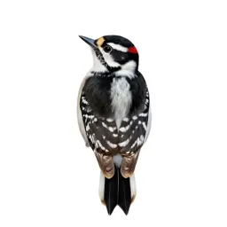 Downy woodpecker