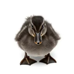 Duckling