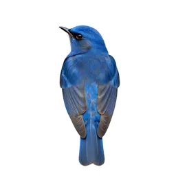 Fairy bluebird