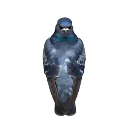 Fairy swallow