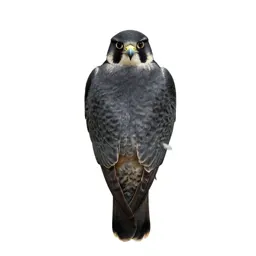 Falcon-gentle