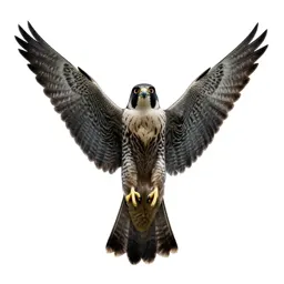 Falcon