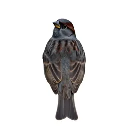 Field sparrow