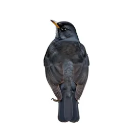 Fieldfare