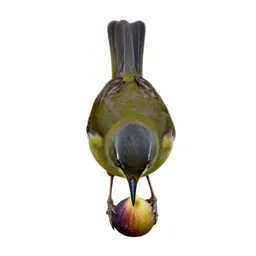 Fig-bird