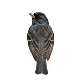 Finch