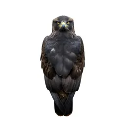 Fishing eagle