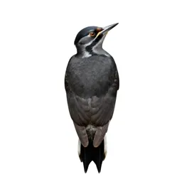 Flicker