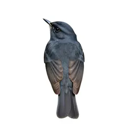 Flycatching warbler