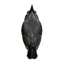 Frogmouth