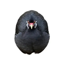Gallinaceous bird