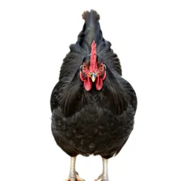 Game fowl