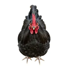 Gamecock