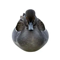 Garganey