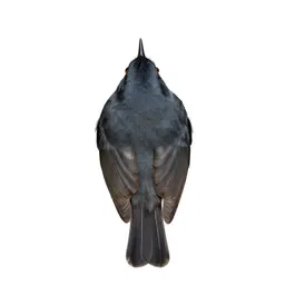 Gnatcatcher
