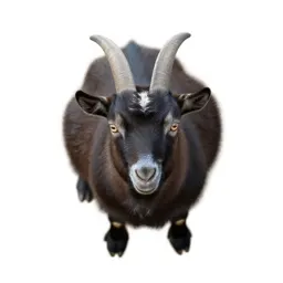 Goatsucker