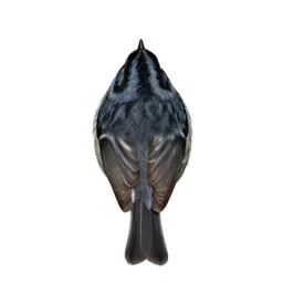 Gold-crowned kinglet