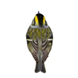Goldcrest