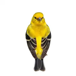 Golden oriole