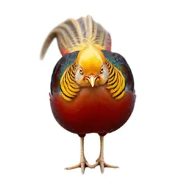 Golden pheasant